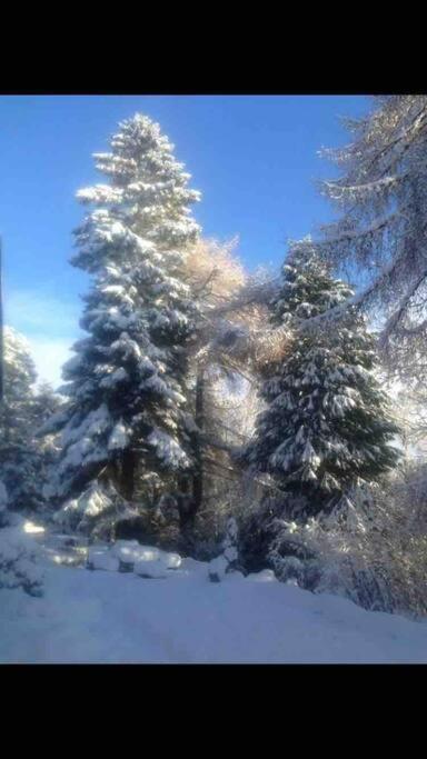 The Beeches Studio, Highlands Of Scotland Newtonmore Extérieur photo